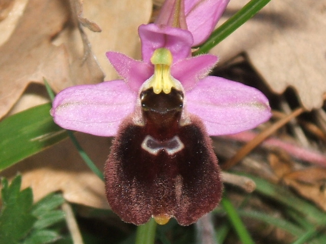 orchidee del gargano